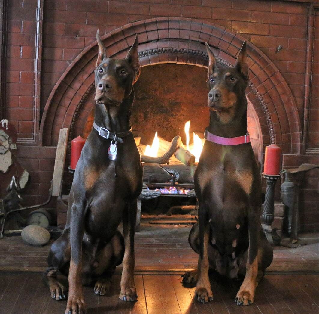 15. Gabriel and Diamond the dogs